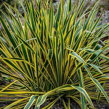 Load image into Gallery viewer, Yucca Bright Edge