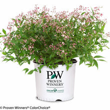 Load image into Gallery viewer, Proven Winners - Deutzia - Yuki Cherry Blossom