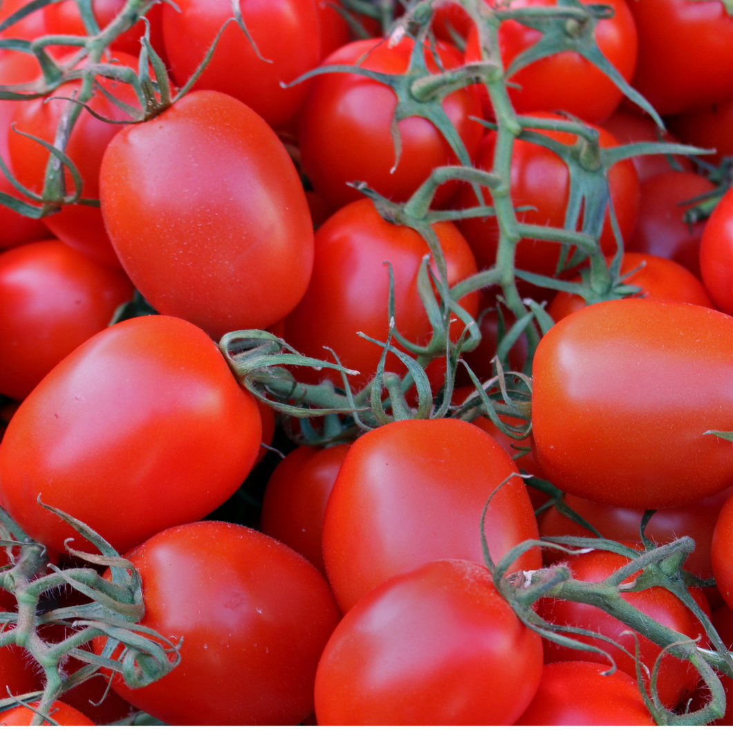 Fresh Plum Tomatoes for Tomato Sauce