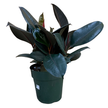 Load image into Gallery viewer, Ficus - Burgundy - Rubber Plant
