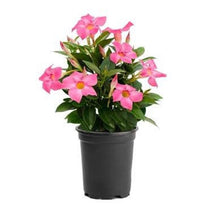 Load image into Gallery viewer, Mandevilla -Pink
