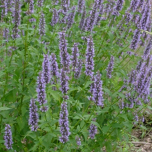 Load image into Gallery viewer, Agastache - Black Adder
