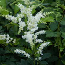 Load image into Gallery viewer, Astilbe - Bridal Veil
