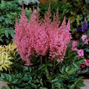 Astilbe - Chinensis - Vision In Pink
