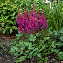 Load image into Gallery viewer, Astilbe - Chinensis - Vision In Red
