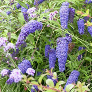 Buddleja - Dacidii - Nanho Blue - Butterfly Bush