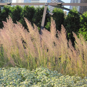 Calamagrostis - Korean Feather Reed Grass