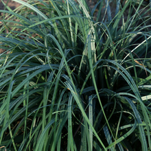 Load image into Gallery viewer, Carex - Blue Zinger

