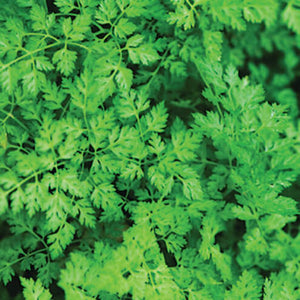 Savor - Herbs - Chervil Lacy French Parsley