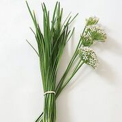 Savor - Herbs - Chives Stir Fry Garlic
