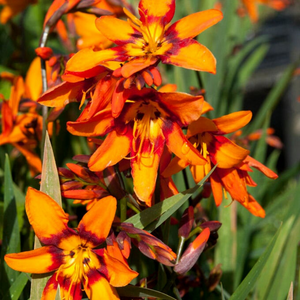 Crocosmia - Emily McKenzie