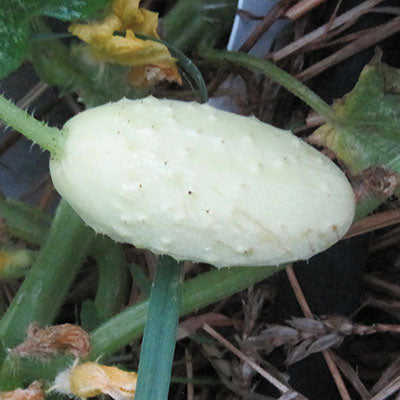 Savor - Herbs - Cucumber Mini White