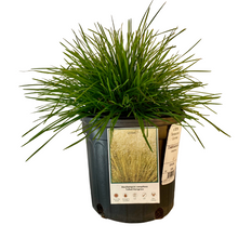 Load image into Gallery viewer, Deschampsia Cespitosa - Tufted Hair grass
