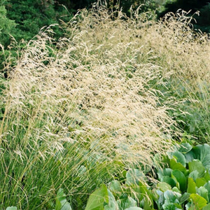 Deschampsia Cespitosa - Tufted Hair grass