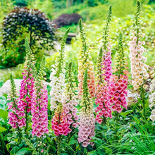 Load image into Gallery viewer, Digitalis - Fox Glove - Camelot Mix

