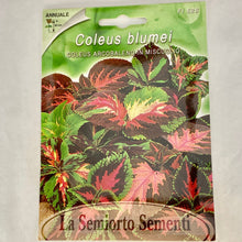 Load image into Gallery viewer, FL526 - COLEUS SEEDS
