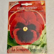 Load image into Gallery viewer, FL580 - GIANT RED PANSY SEEDS
