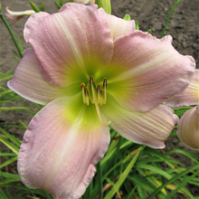 Load image into Gallery viewer, Hemerocallis Catherine Woodbury 1.5 Gallon Pot
