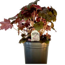 Load image into Gallery viewer, Heuchera - Palace Purple - Coral Bell
