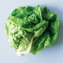 Load image into Gallery viewer, Boston - Lettuce Plant 4.5” Pot
