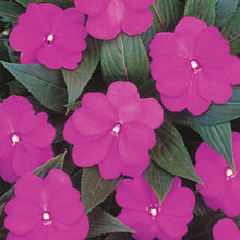 Load image into Gallery viewer, Proven Winners - New Guinea Impatiens - Infinity Light Purple
