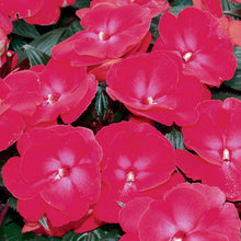 Load image into Gallery viewer, Proven Winners - New Guinea Impatiens - Infinity Cherry Red
