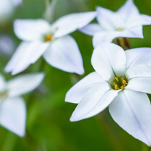 Load image into Gallery viewer, Isotoma Fluviatillis - Alba Star Flower  - White Star
