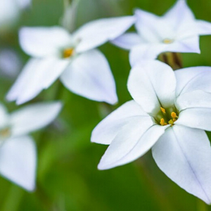 Isotoma Fluviatillis - Alba Star Flower  - White Star