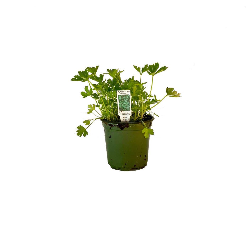 Flat Italian Parsley Plant 4.5” Pot