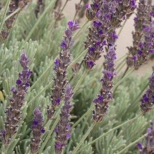 Savor - Herbs - Lavender With Love