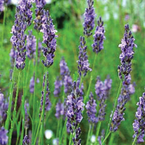 Savor - Herbs - Lavender Fat Spikes