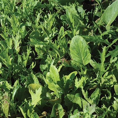 Savor - Herbs - Lettuce Mesclun Mix