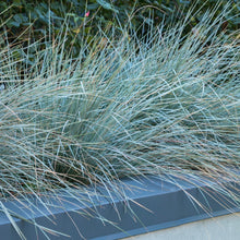 Load image into Gallery viewer, Leymus Blue Dune Lyme Grass
