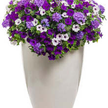 Load image into Gallery viewer, Proven Winners - Recipe - Lilac Festival

