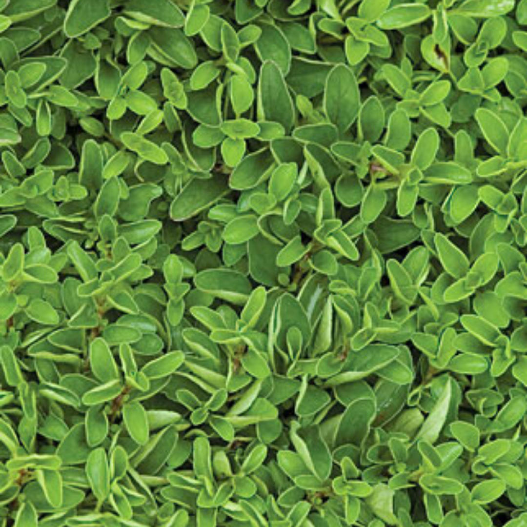 Marjoram