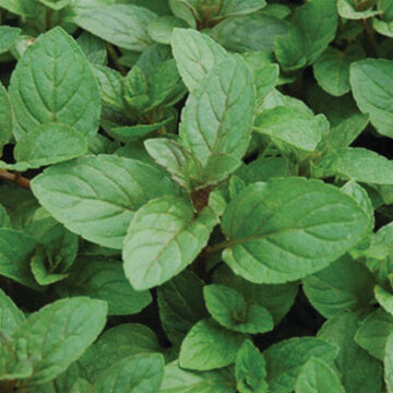 Savor - Herbs - Mint Chocolate Ganache