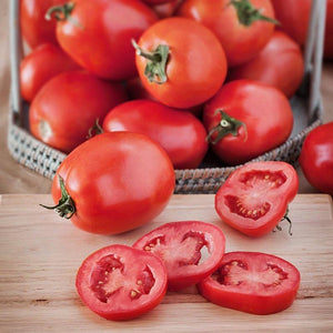 Roma Tomato Plant 4.5” Pot