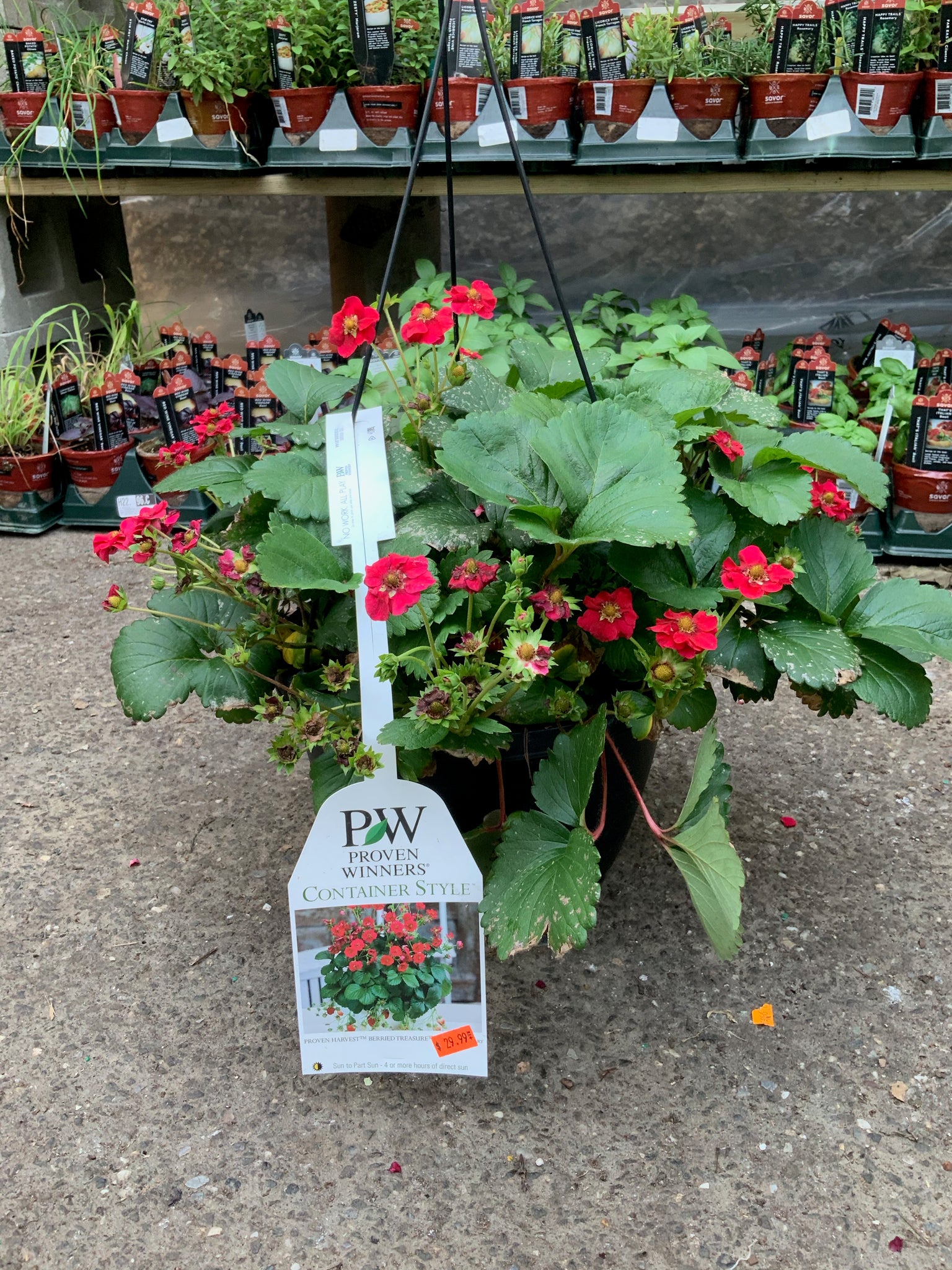 hanging basket strawberry plants Proven Winners