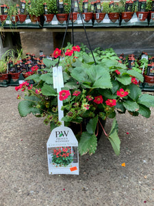 strawberry plant hanging basket Proven Winners