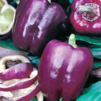 Savor - Herbs - Pepper Purple Beauty
