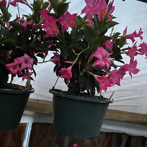 Mandevilla - Dipladenia 10" Hanging Basket Pink