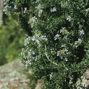Savor - Herbs - Rosemary Happy Trails