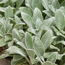 Load image into Gallery viewer, Stachys Silver Carpet Lamb’s Ear
