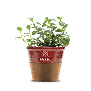 Savor - Herbs - Oregano Mediterranean Greek