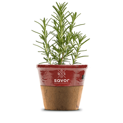 Savor - Herbs - Rosemary Roasting