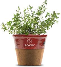 Savor - Herbs - Thyme Thyme for Everything
