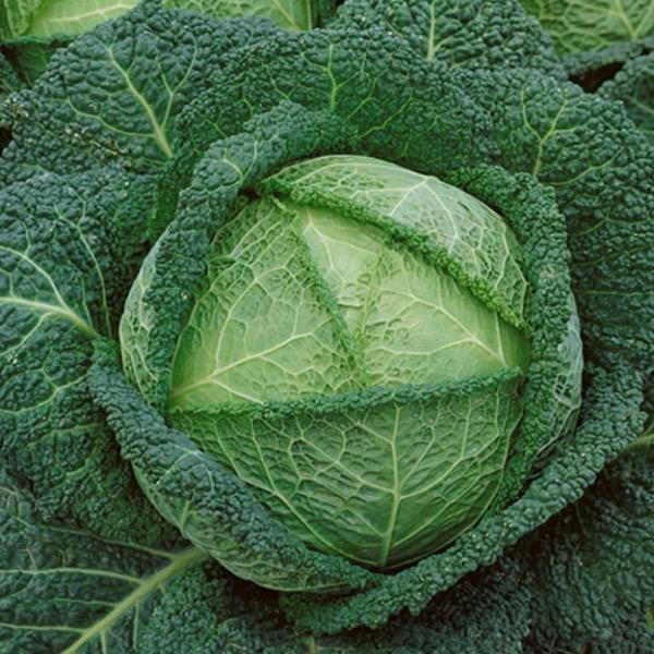 Cabbage Plant 4.5” Pot