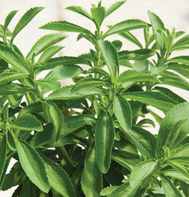 Savor - Herbs - Stevia Sweet Leaf