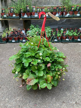 Load image into Gallery viewer, Strawberry Hanging Basket

