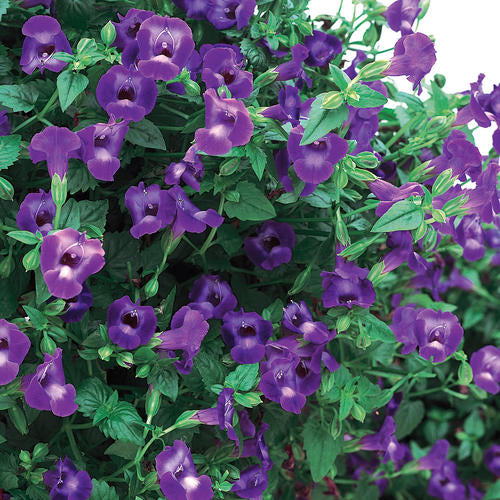 Proven Winners - Torenia - Wishbone Flower Summer Wave Large Violet